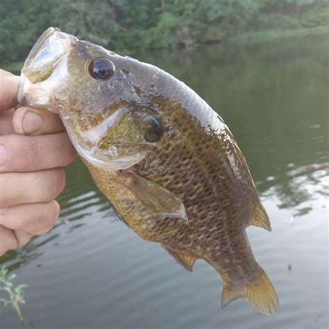 ᐅ Langisan Creek fishing reports • Zamboanga  .